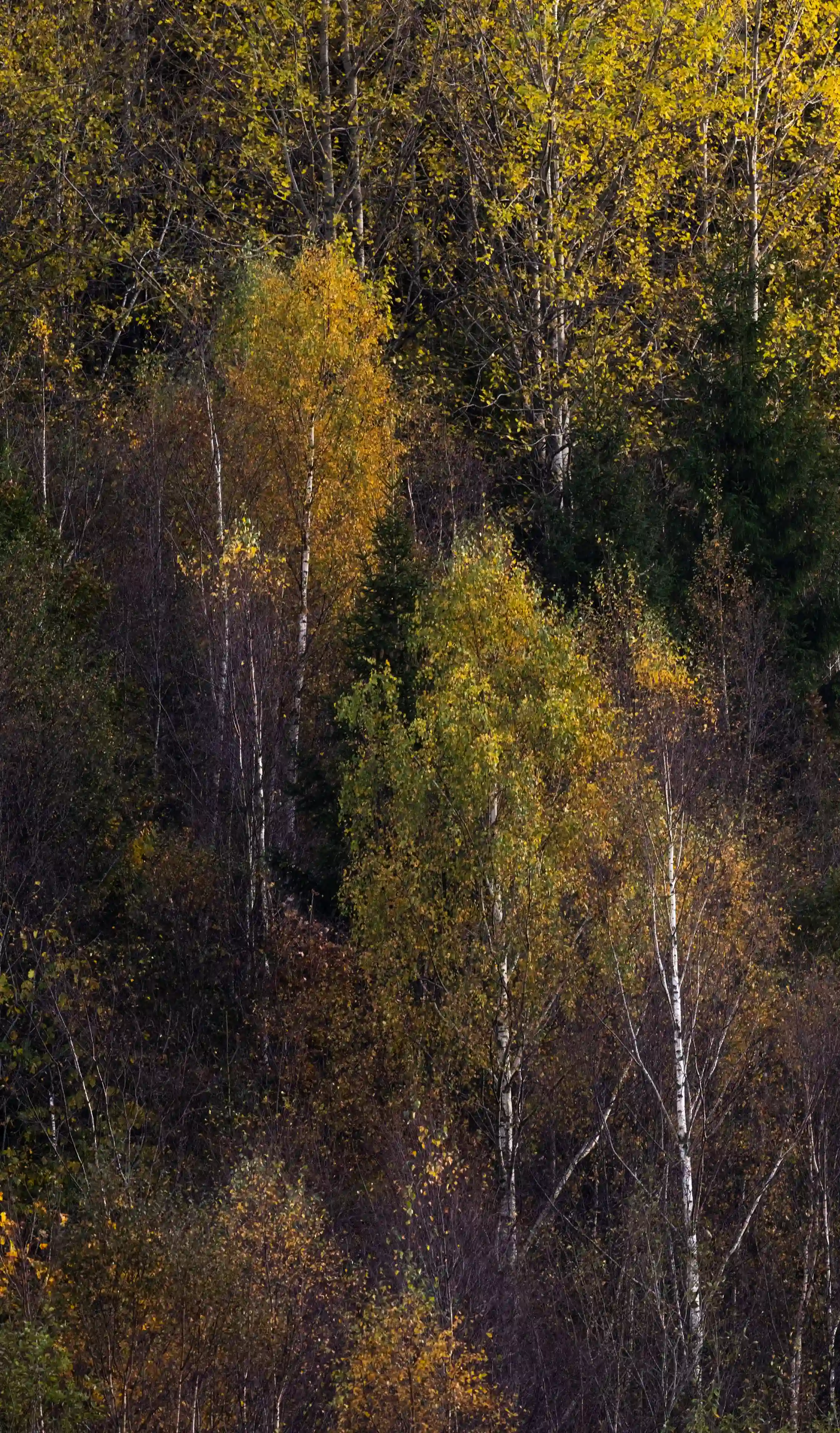 Autumn Norway gallery image 5